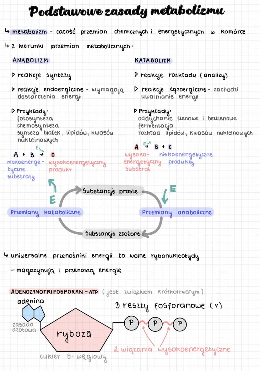 Podstawowe zasady metabolizmu
↳metabolizm całość przemian chemicznych i energetycznych w komórce
↳2 kierunki przemian metabolicznych:
ANABOL