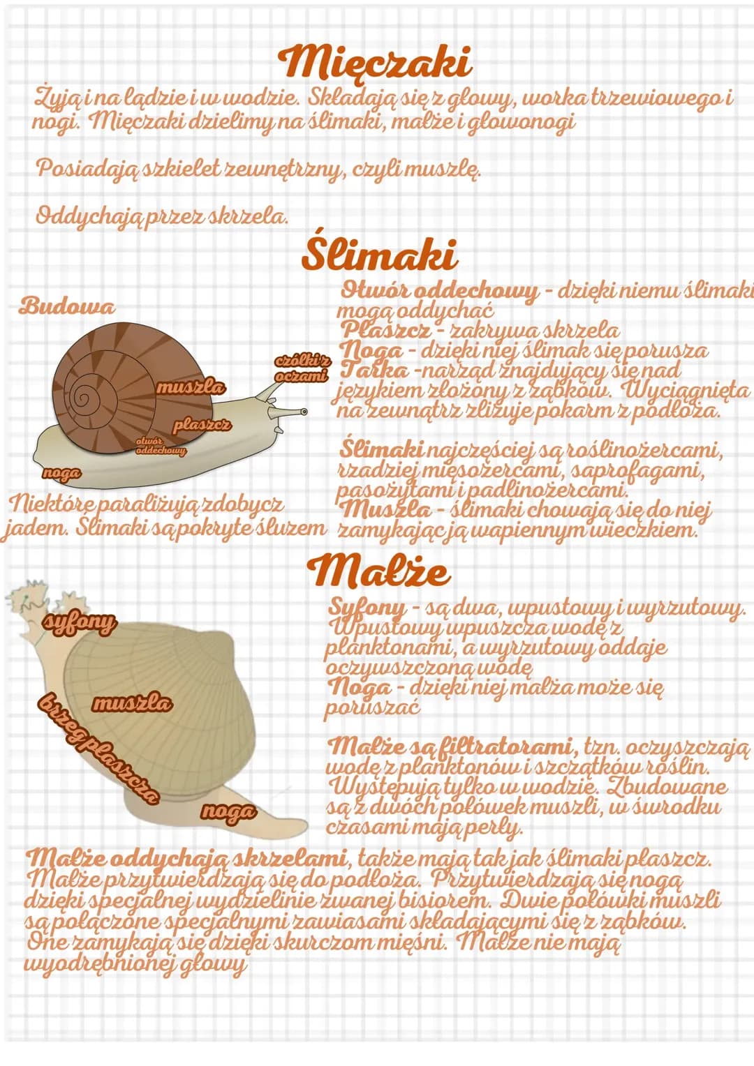 Mięczaki