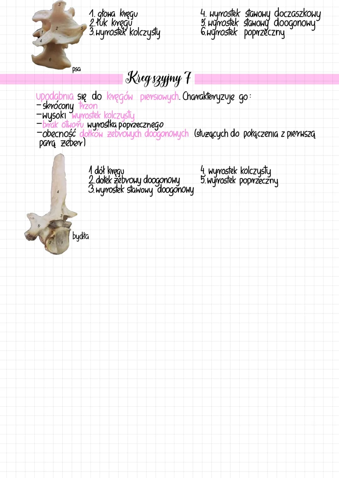 
<p>Kręgi szyjne, zwane również kręgami szyjnymi, są częścią kręgosłupa, na której osadzona jest głowa. Większość ssaków ma stałą liczbę krę