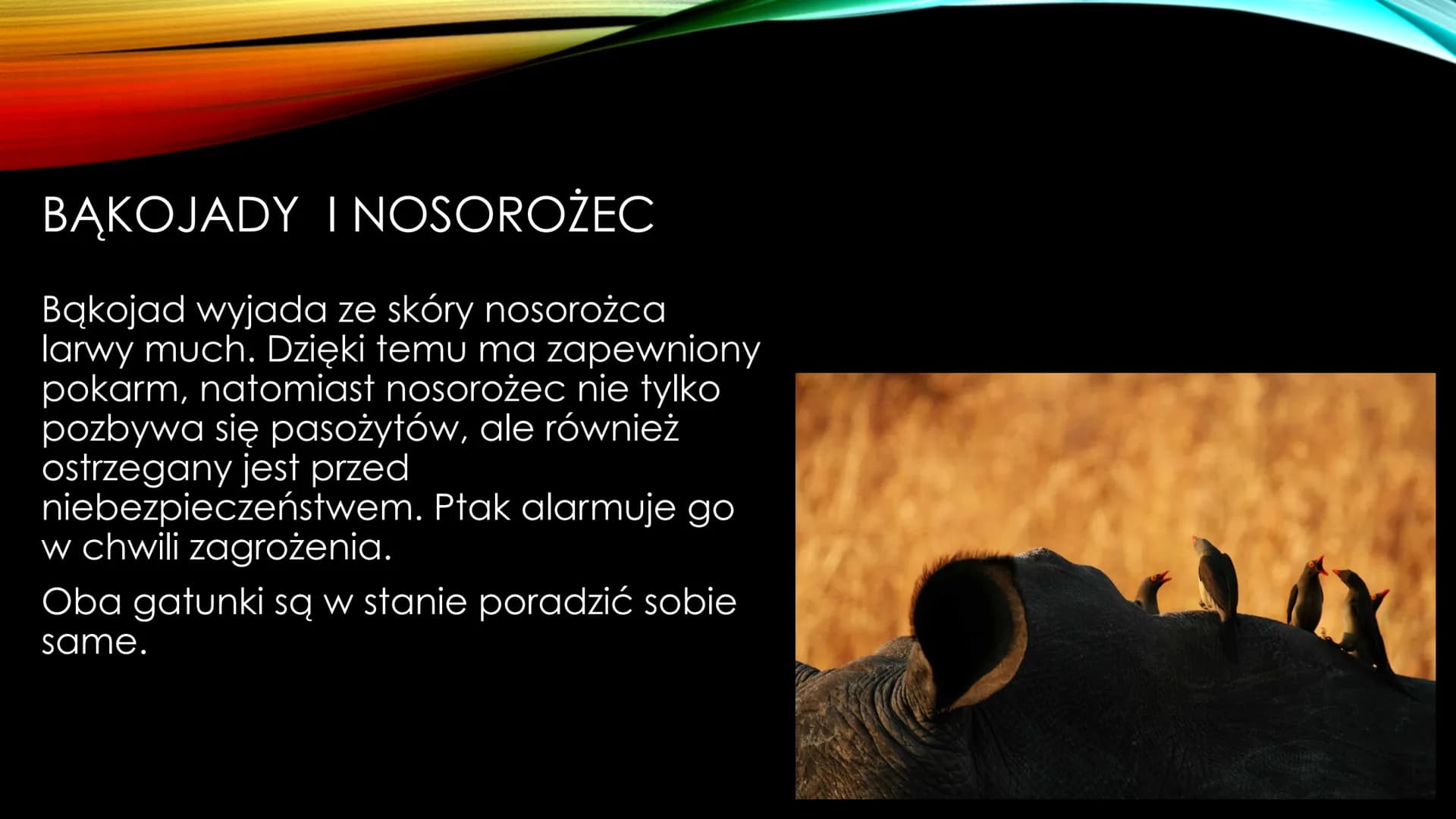 NIEANTAGONISTYCZNE
ZALEŻNOŚCI MIĘDZY GATUNKAMI Zależności dodatnie, zwane również nieantagonistycznymi - są to
zależności, które :
Przynoszą