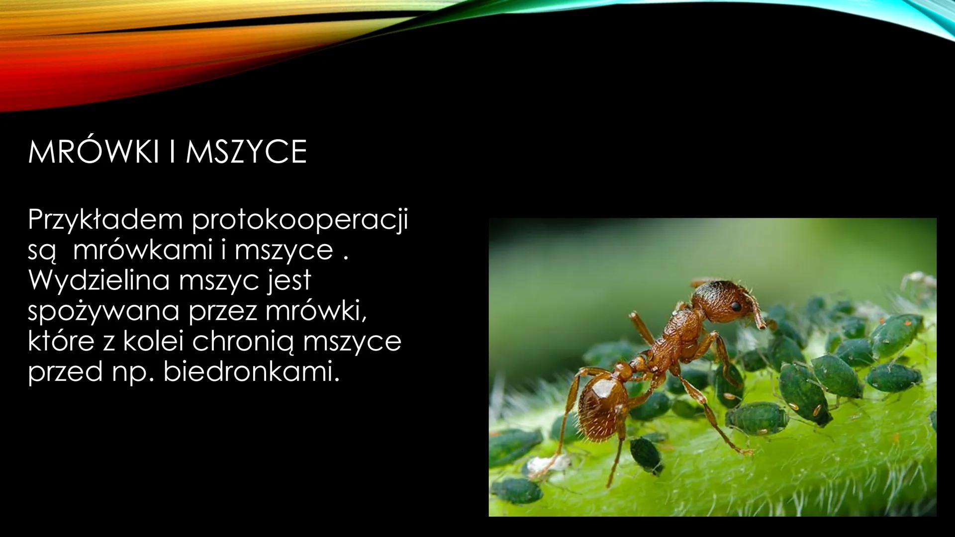 NIEANTAGONISTYCZNE
ZALEŻNOŚCI MIĘDZY GATUNKAMI Zależności dodatnie, zwane również nieantagonistycznymi - są to
zależności, które :
Przynoszą