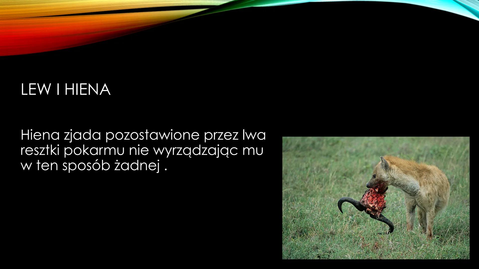 NIEANTAGONISTYCZNE
ZALEŻNOŚCI MIĘDZY GATUNKAMI Zależności dodatnie, zwane również nieantagonistycznymi - są to
zależności, które :
Przynoszą