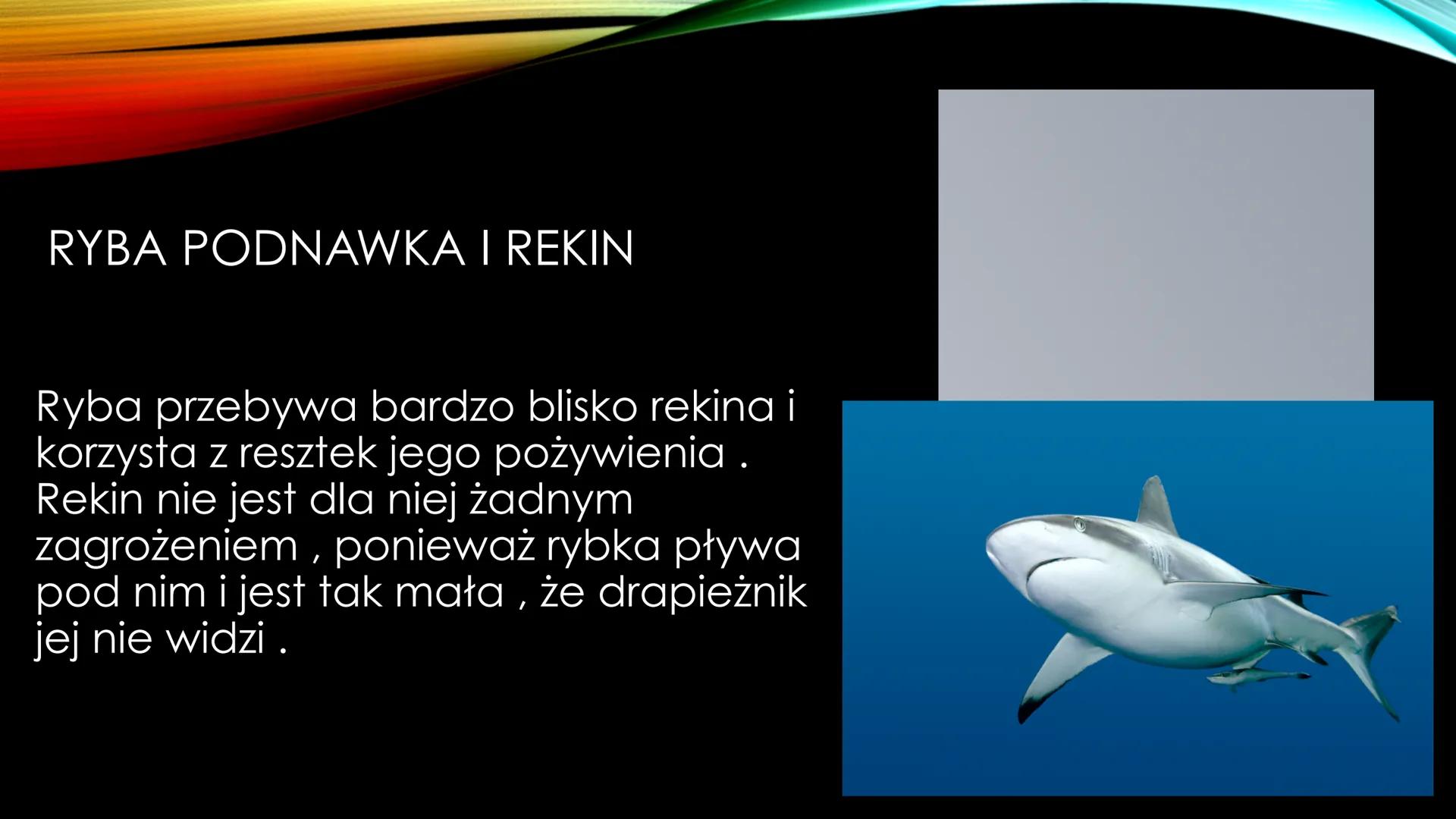 NIEANTAGONISTYCZNE
ZALEŻNOŚCI MIĘDZY GATUNKAMI Zależności dodatnie, zwane również nieantagonistycznymi - są to
zależności, które :
Przynoszą