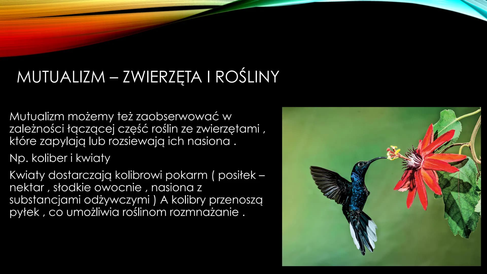 NIEANTAGONISTYCZNE
ZALEŻNOŚCI MIĘDZY GATUNKAMI Zależności dodatnie, zwane również nieantagonistycznymi - są to
zależności, które :
Przynoszą