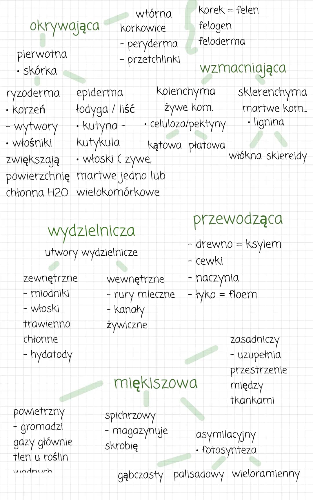 Tkanki roślinne
Twórcze
zdolność podziałów komórkowych
• zapewniają wzrost dyfuzyjny ograniczony /
zlokalizowany nieograniczony
np. łodyga
n