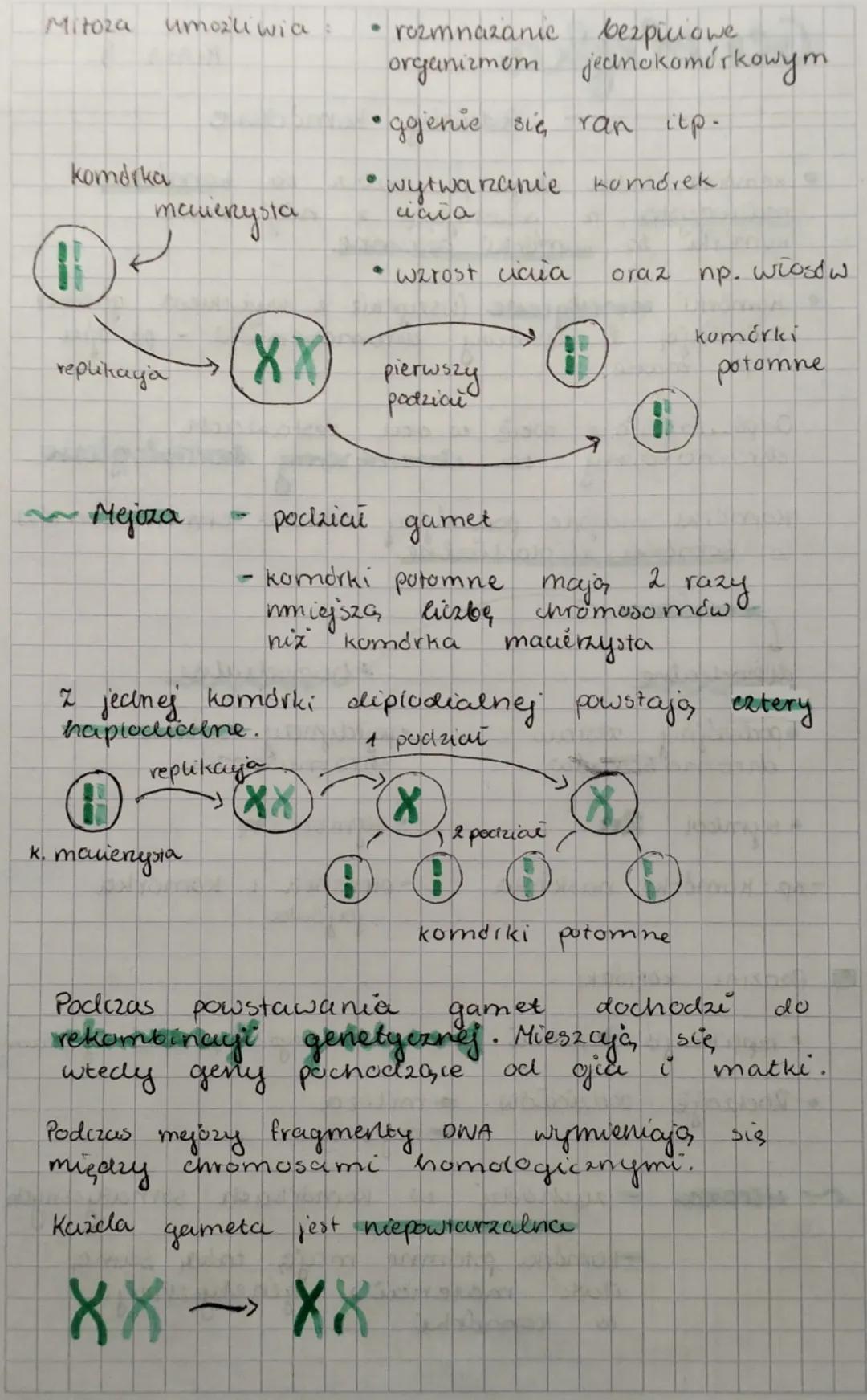 Genetyka
KLASA 8

Podziaiy komórkowe

• komórka, która ulega podziałowi to komórka
mavezysta, a powstające z niej nowe
komórki to komórki po