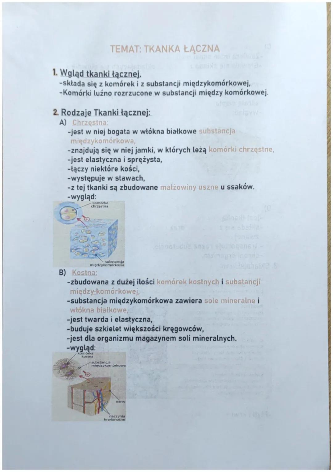 1. Wgląd tkanki łącznej.
-składa się z komórek i z substancji międzykomórkowej,
-Komórki luźno rozrzucone w substancji między komórkowej.
TE