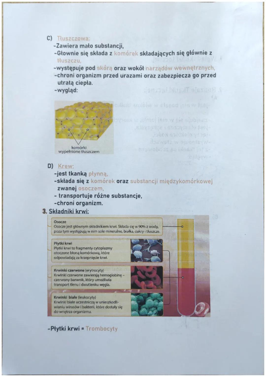 1. Wgląd tkanki łącznej.
-składa się z komórek i z substancji międzykomórkowej,
-Komórki luźno rozrzucone w substancji między komórkowej.
TE