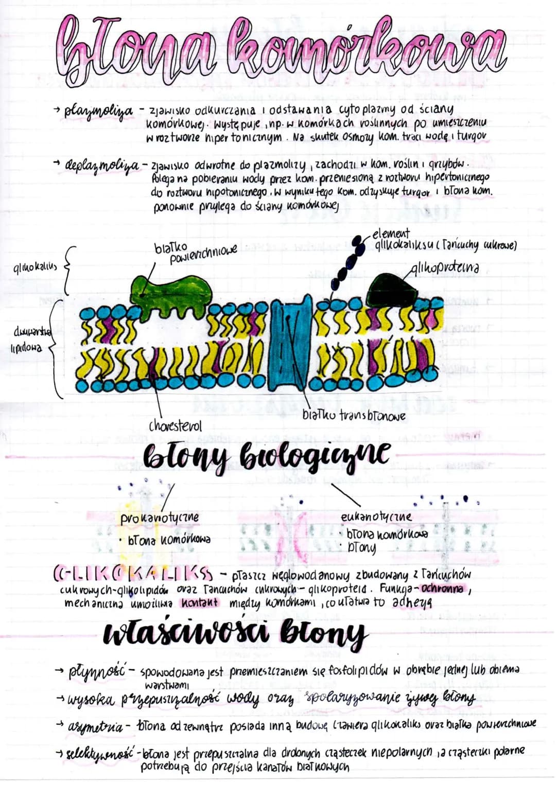 Głoyn kominkown
→ plazmoliza - zjawisko odkurczania i odstawania cyto plazmy od ściany
komórkowej występuje, np. w komórkach roślinnych po u