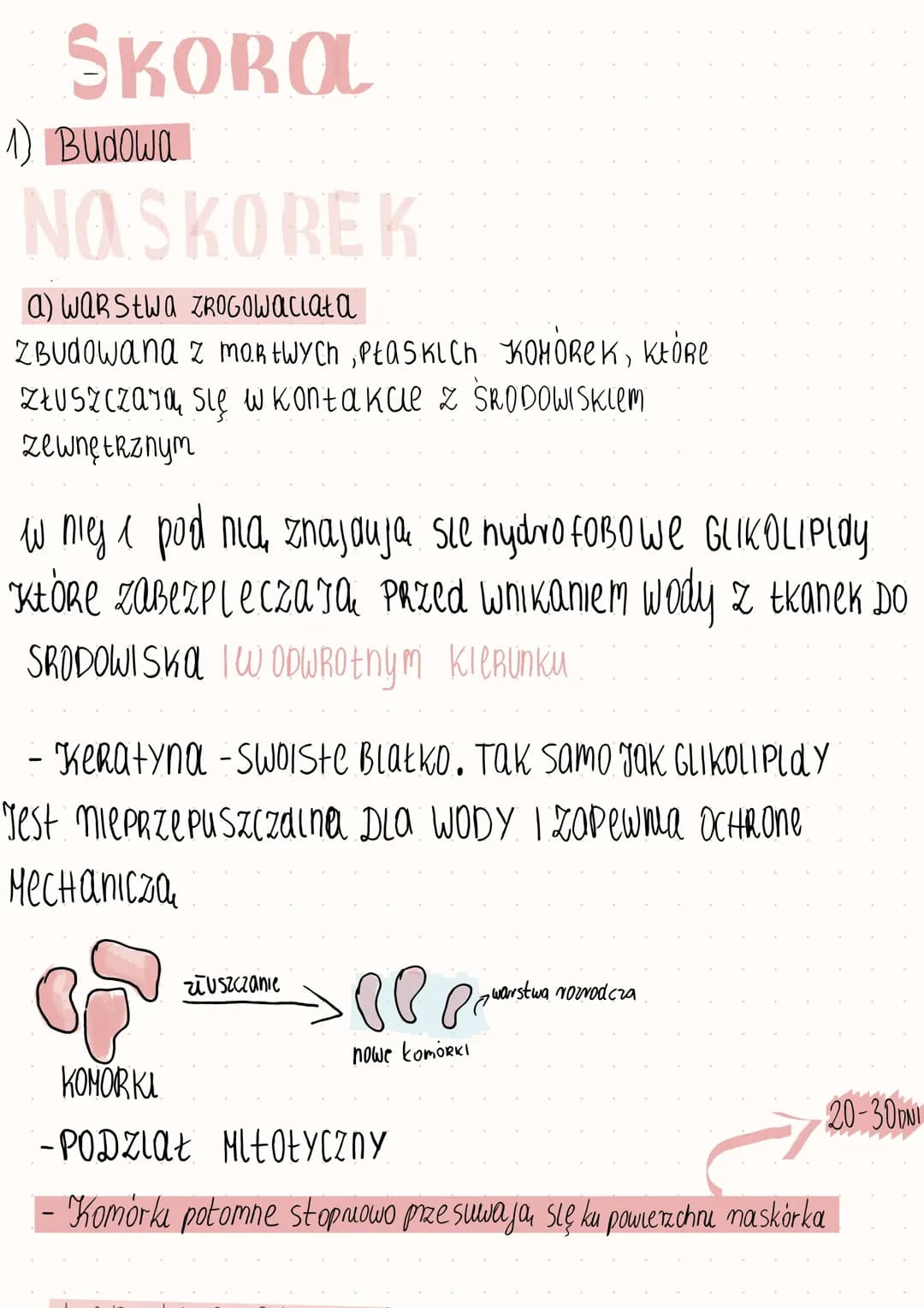 Budowa i funkcje skóry