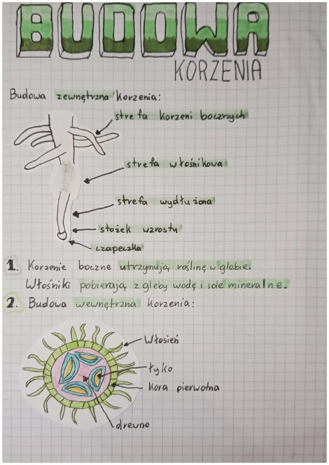 # BUDOWA

KORZENIA

Budowa zewnętrzna Korzenia:

stre fa korzeni bocznych

strefa włośnikowa

strefa wydłużona

stożek wzrostu

czapeczka

1