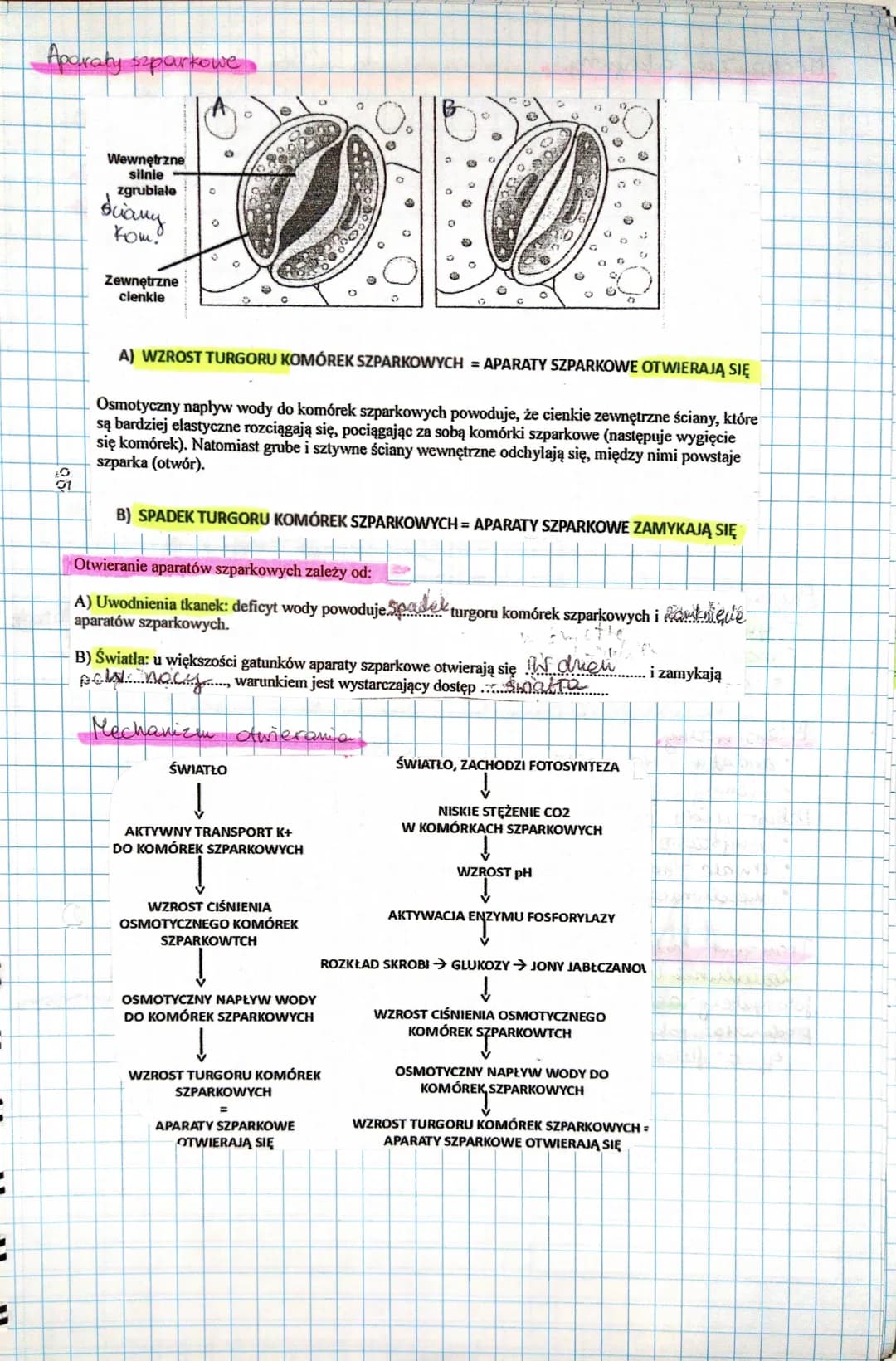 Vi furtconovanie votin
1. Transport wody soli mineralnych i
Potencjał wody
oddawania wody
miara dolności komórhi do pobierania lub
(no dvadn