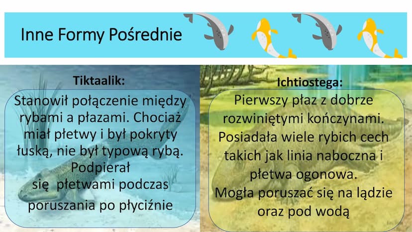 EWOLUCJA Ewolucja - proces stopniowych, ciągłych zmian organizmów,
prowadzący do powstawania nowych gatunków
Ewolucję potwierdzają bezpośred