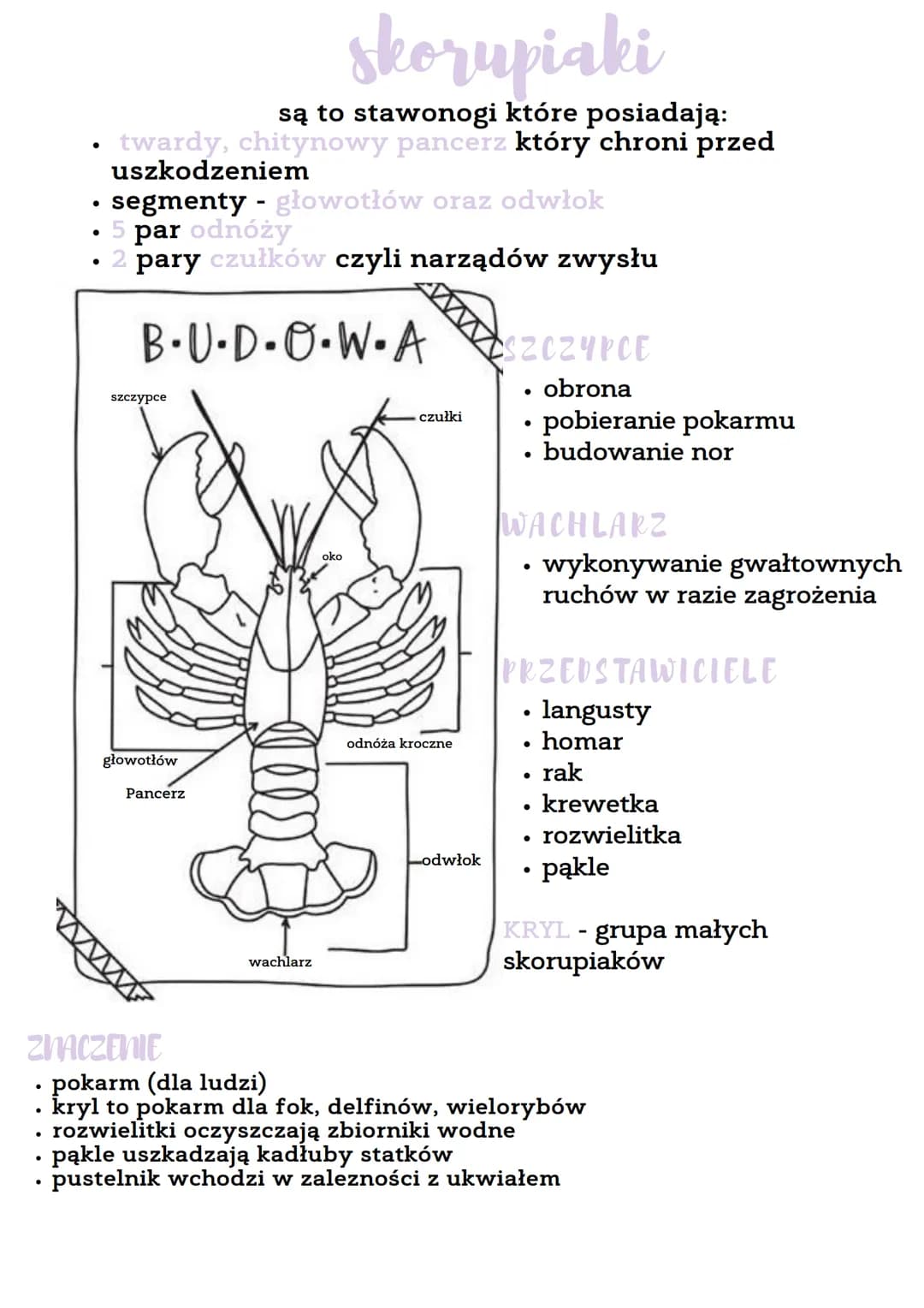ODNOZA
NAZWA
nazwa stawonogi pochodi od odnóży połączonych stawami
●
staworogi
skorupiaki np. krab, krewetka, homar, rak
owady np. pszczoła,