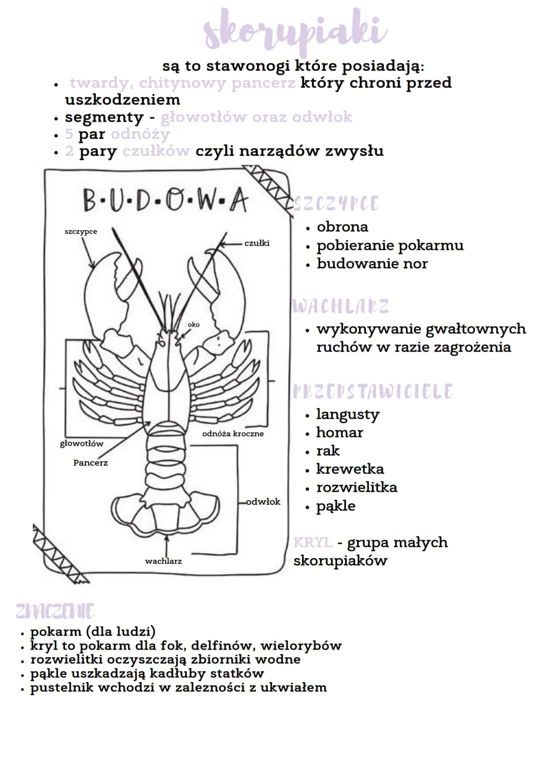 ODNOZA
NAZWA
nazwa stawonogi pochodi od odnóży połączonych stawami
●
staworogi
skorupiaki np. krab, krewetka, homar, rak
owady np. pszczoła,