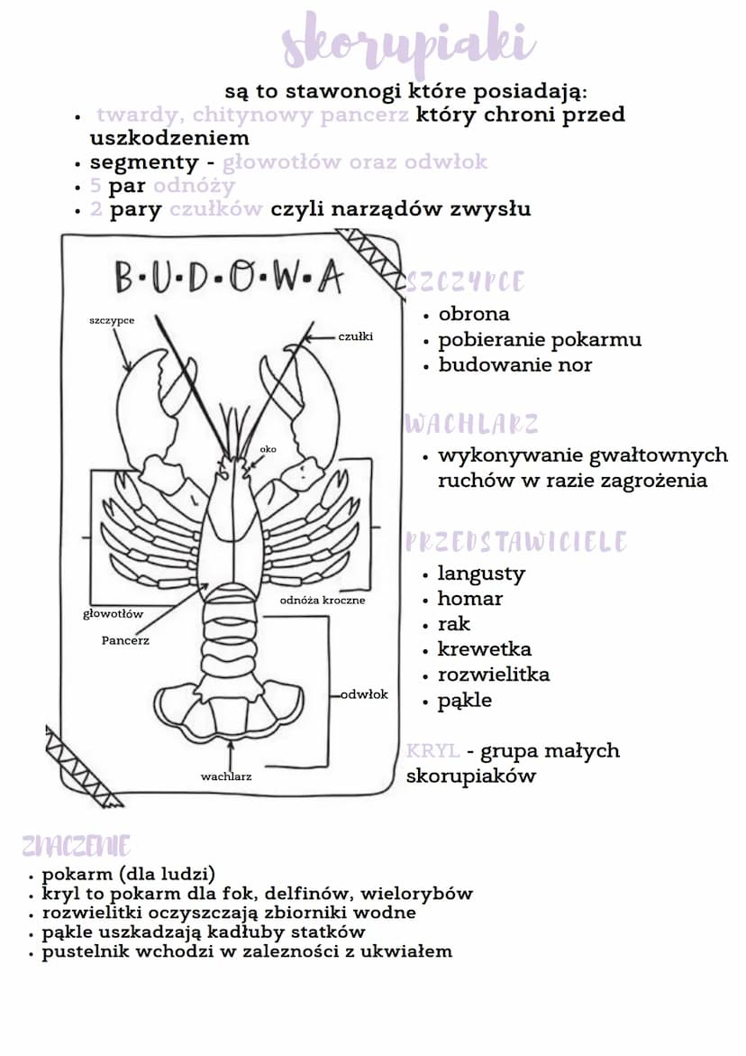 ODNOZA
NAZWA
nazwa stawonogi pochodi od odnóży połączonych stawami
●
staworogi
skorupiaki np. krab, krewetka, homar, rak
owady np. pszczoła,