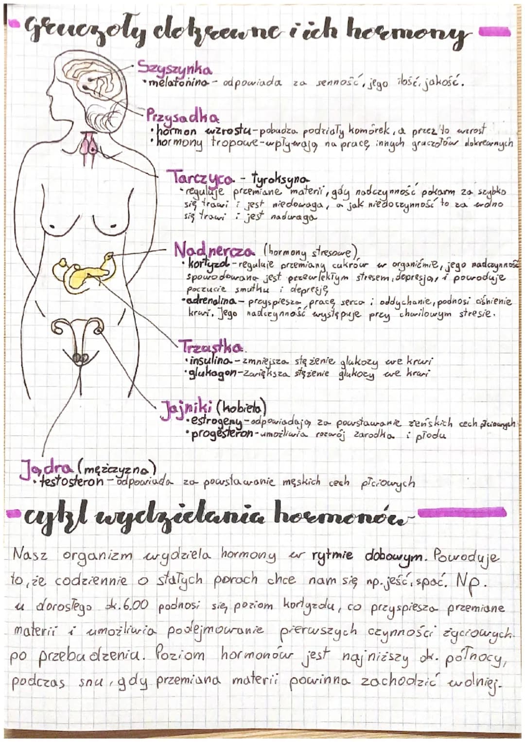 
<p>Budowa i funkcjonowanie układu hormonalnego są złożone i odgrywają ważną rolę w organizmie człowieka. Układ hormonalny pełni funkcję prz