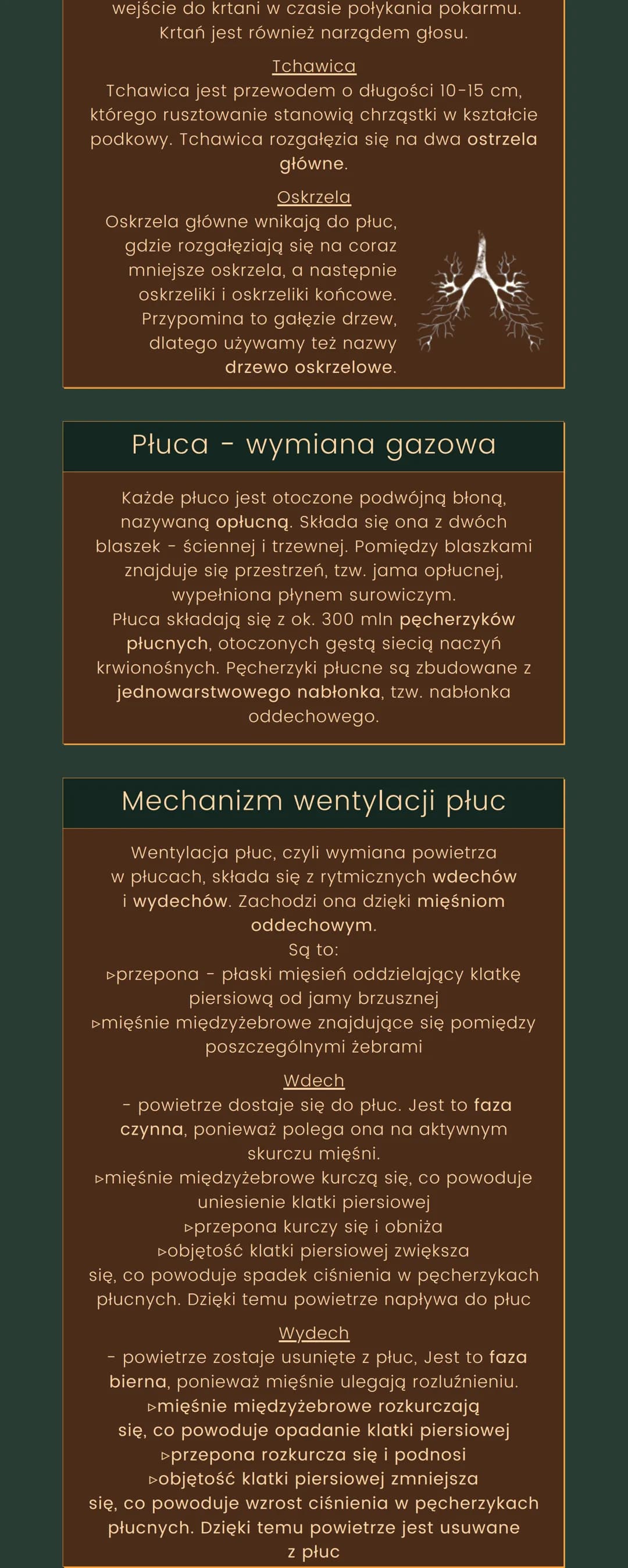 
<h2 id="funkcjeukaduoddechowego">Funkcje układu oddechowego</h2>
<p>Podstawowym zadaniem układu oddechowego jest zapewnienie wymiany gazowe