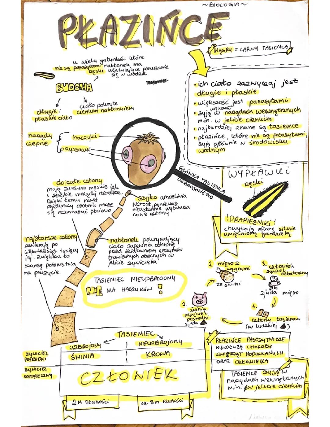 Płazińce – Podstawy Biologii dla Klasy 6