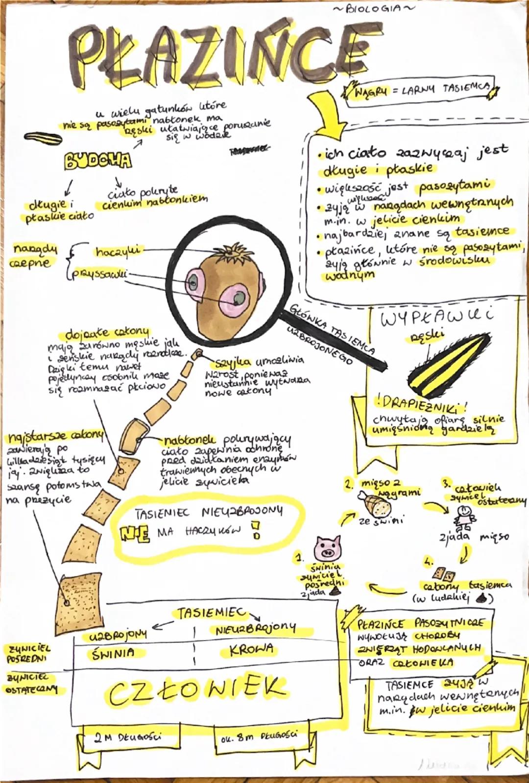 ~BIOLOGIA~
PLAZINCE
u wielu gatunków które
nie są pasozytami nabłonek ma
Ręski ułatwiające poruszanie
się w wodzie
BUDOWA
długie i
płaskie c