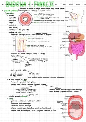 Know budowa i funkcje układu pokarmowego thumbnail