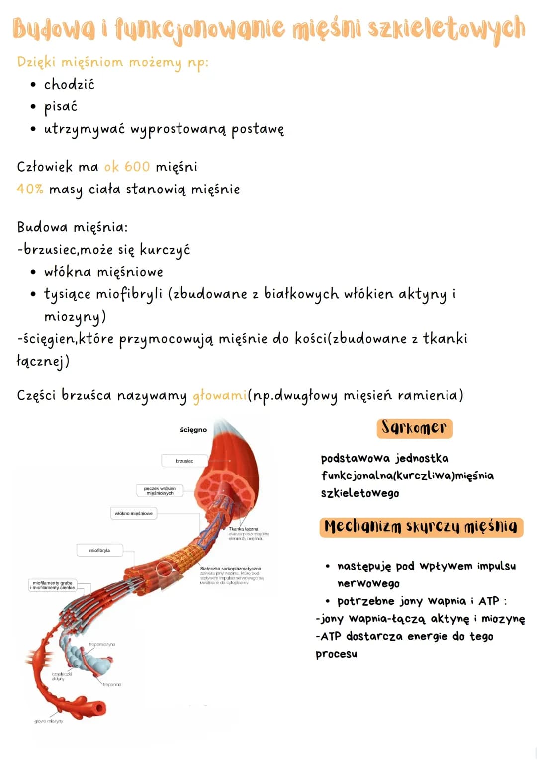 budowa i funkcjonowanie mięśni szkieletowych