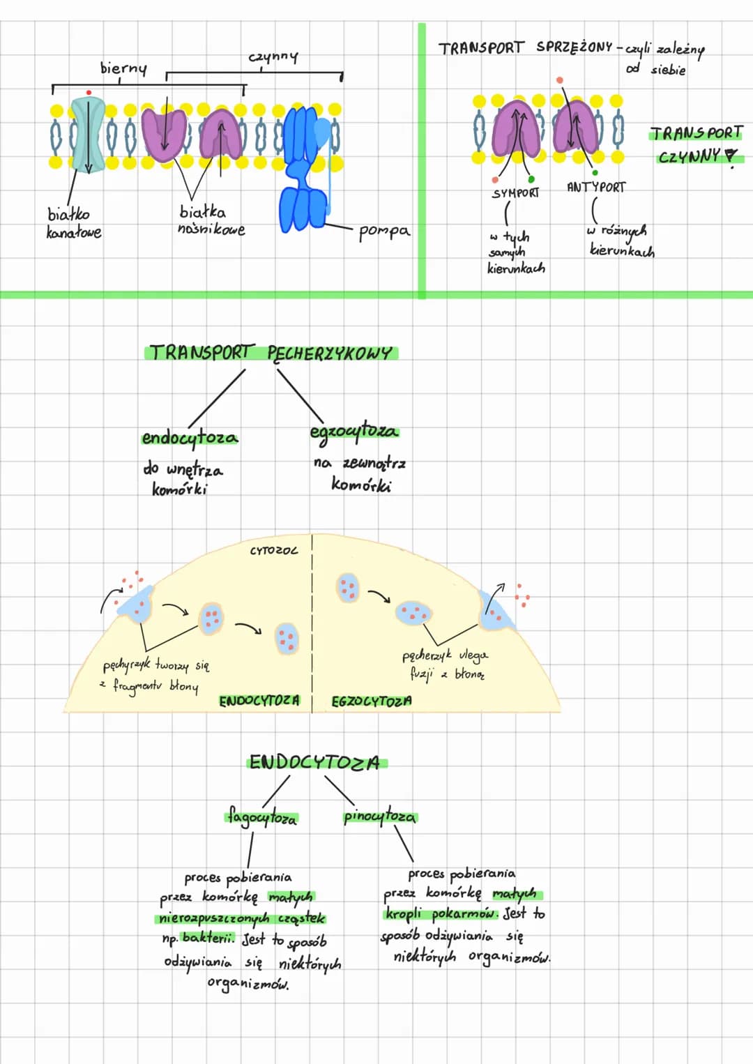 transport przez
błony biologiczne
TRANSPORT
BIERNY
zgodnie
gradientem
stężeń
(nie
Z
wymaga
energii)
komórka
zwierzęca
CZYNNY
wbrew
gradiento