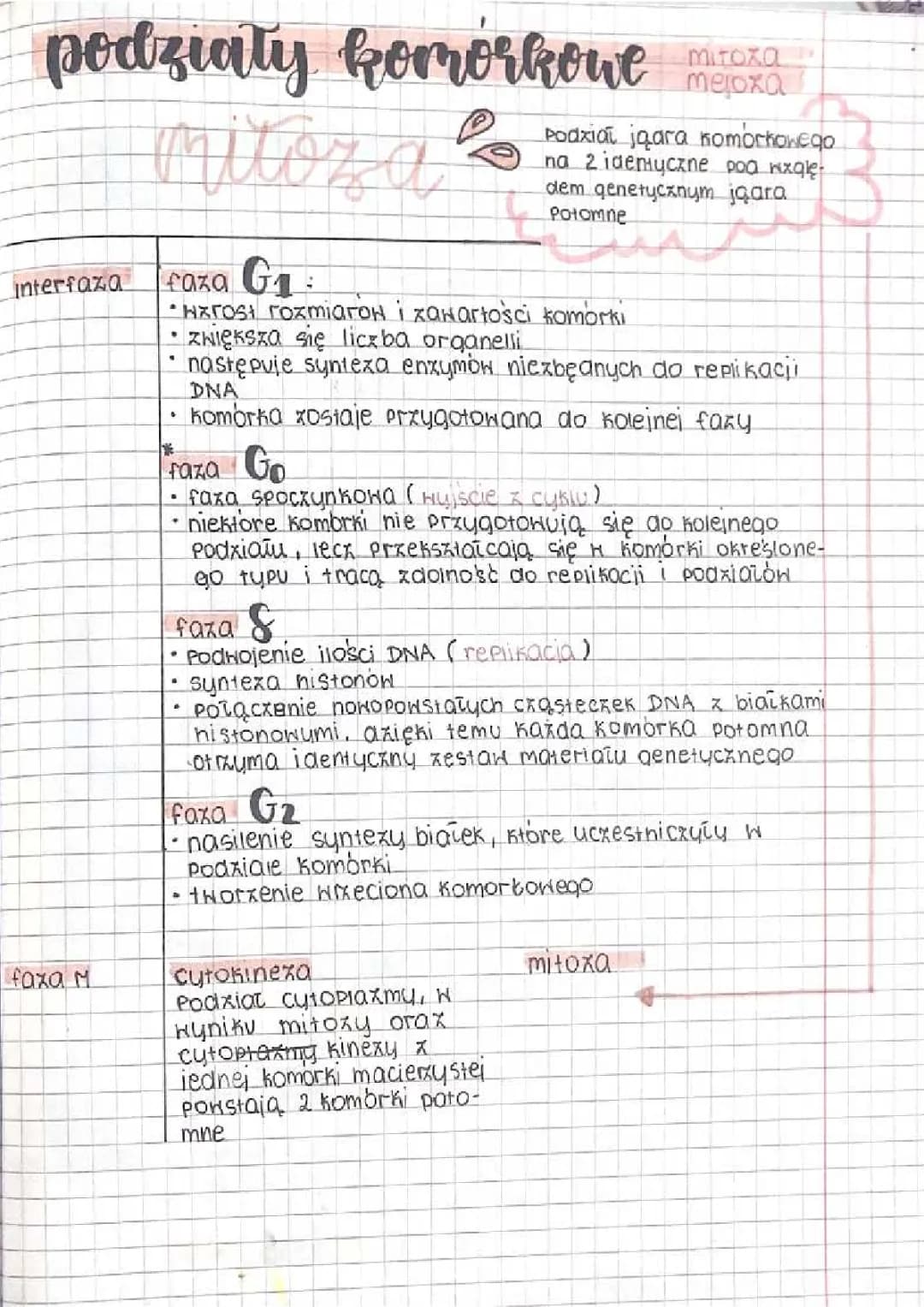 podziały komórkowe - mitoza i mejoza