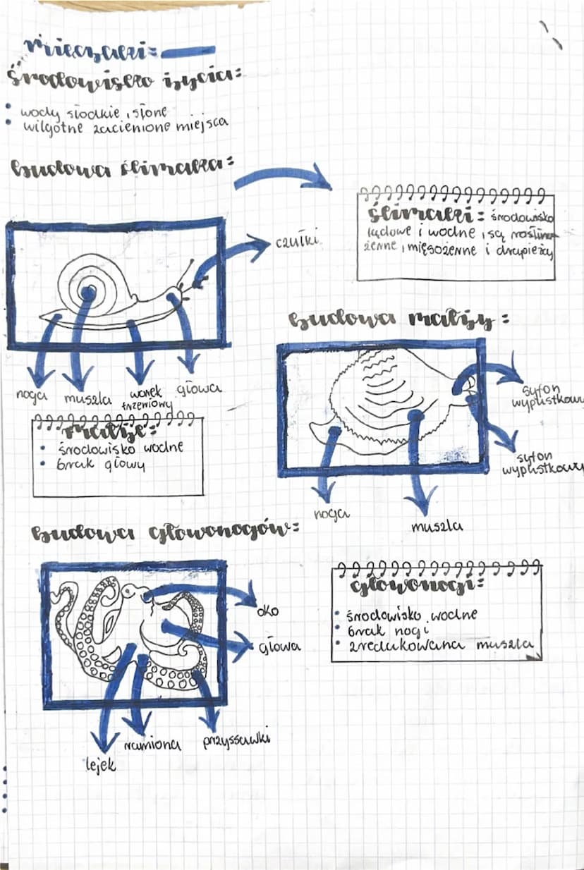 --- OCR Start ---
Giologica
"Stawonogi i mięczaki"
Stawonogi:
• najliczniejsza, gatunkowa grupa zwierząt na ziemi
• występują niemal wszędzi