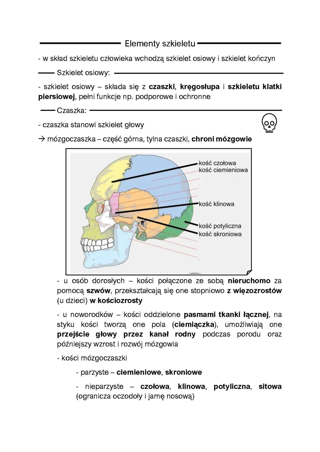 Szkielet człowieka: Budowa i Funkcje w 3D