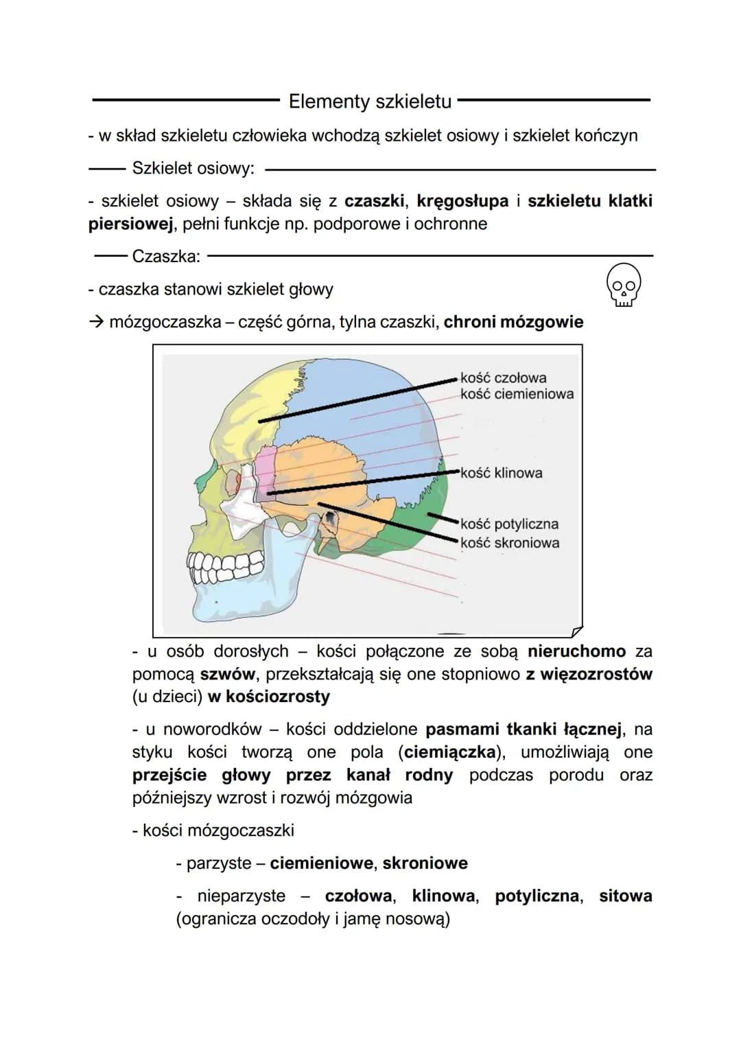Elementy szkieletu
- w skład szkieletu człowieka wchodzą szkielet osiowy i szkielet kończyn
Szkielet osiowy:
szkielet osiowy - składa się z 