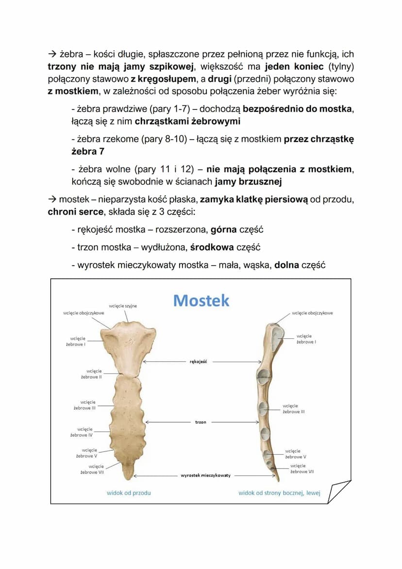 Elementy szkieletu
- w skład szkieletu człowieka wchodzą szkielet osiowy i szkielet kończyn
Szkielet osiowy:
szkielet osiowy - składa się z 