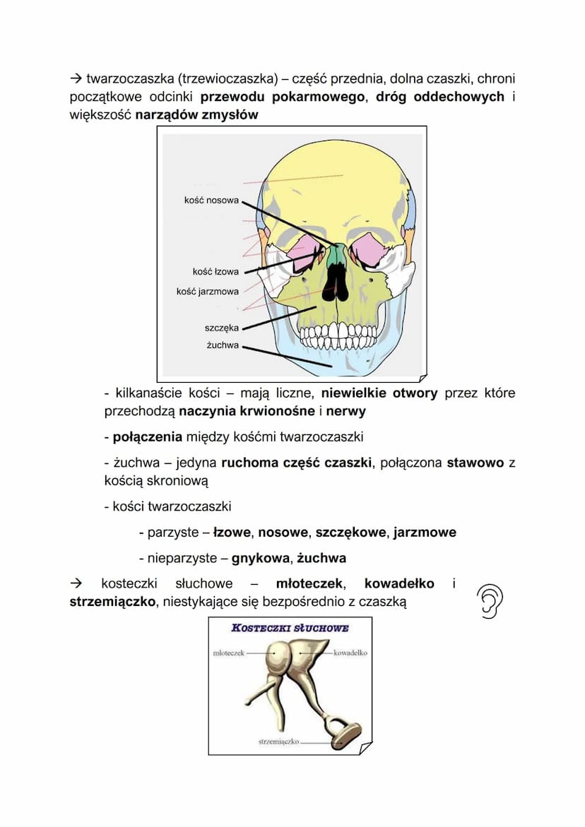 Elementy szkieletu
- w skład szkieletu człowieka wchodzą szkielet osiowy i szkielet kończyn
Szkielet osiowy:
szkielet osiowy - składa się z 