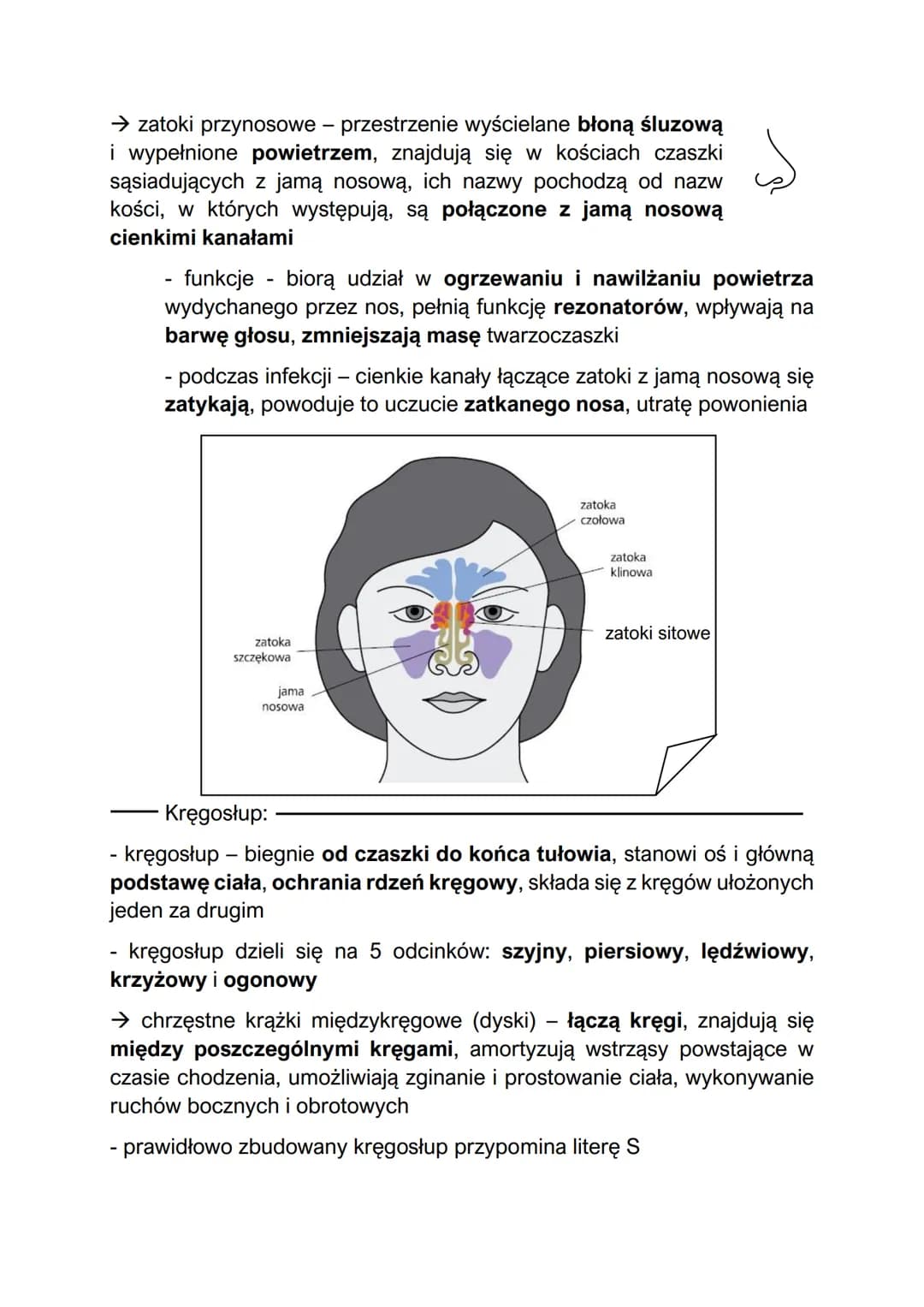 Elementy szkieletu
- w skład szkieletu człowieka wchodzą szkielet osiowy i szkielet kończyn
Szkielet osiowy:
szkielet osiowy - składa się z 