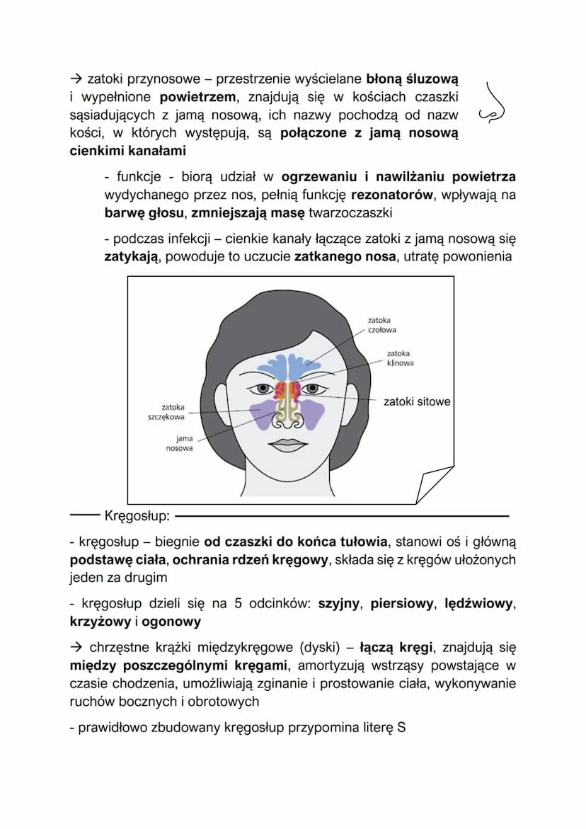 Elementy szkieletu
- w skład szkieletu człowieka wchodzą szkielet osiowy i szkielet kończyn
Szkielet osiowy:
szkielet osiowy - składa się z 