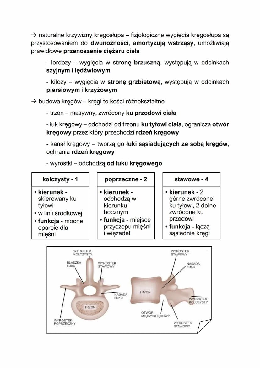 Elementy szkieletu
- w skład szkieletu człowieka wchodzą szkielet osiowy i szkielet kończyn
Szkielet osiowy:
szkielet osiowy - składa się z 