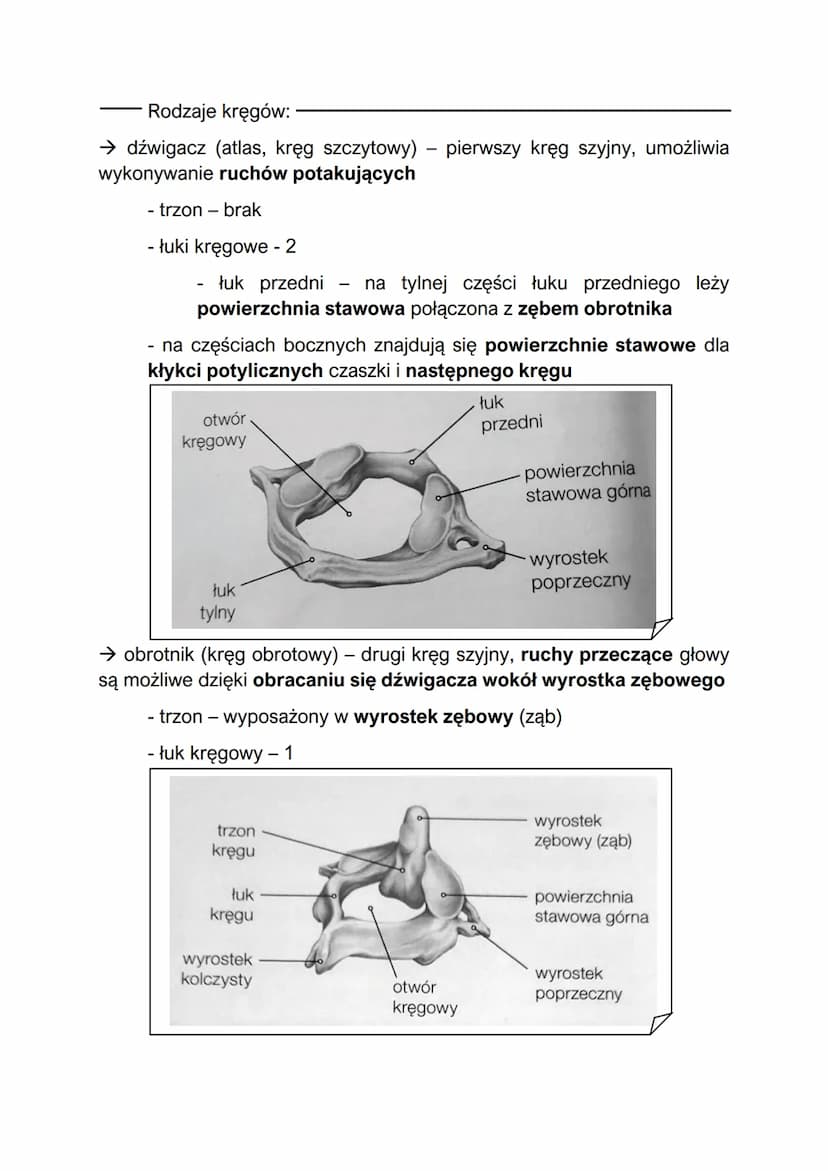 Elementy szkieletu
- w skład szkieletu człowieka wchodzą szkielet osiowy i szkielet kończyn
Szkielet osiowy:
szkielet osiowy - składa się z 
