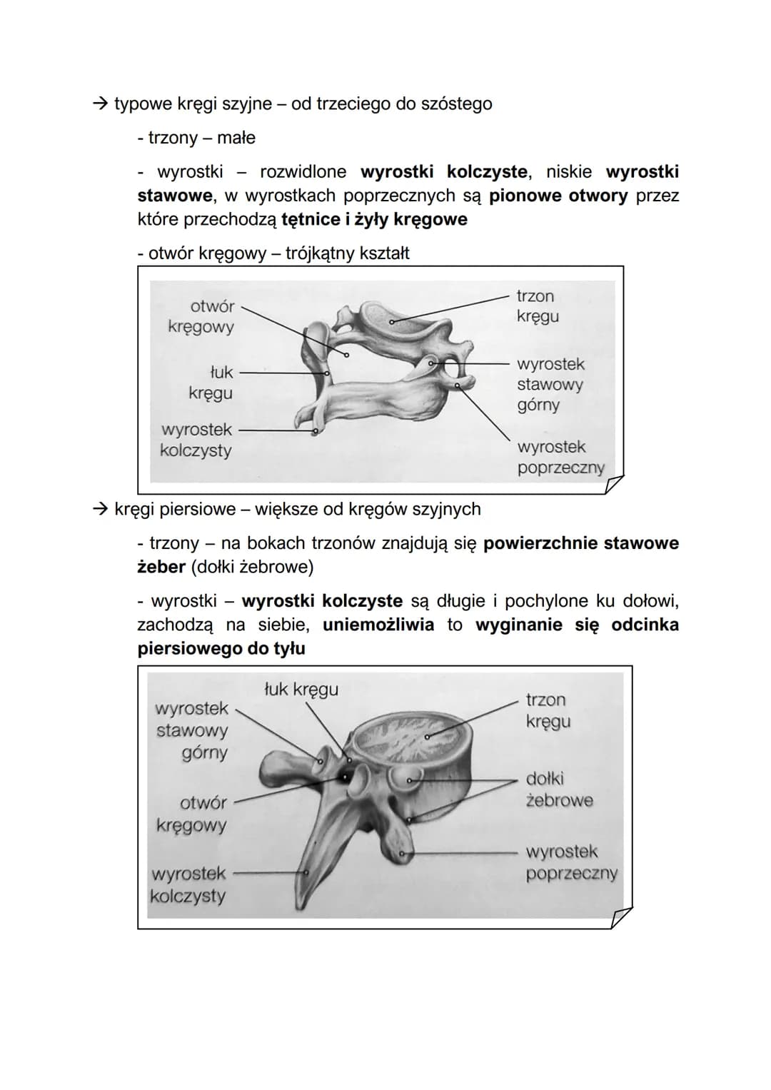 Elementy szkieletu
- w skład szkieletu człowieka wchodzą szkielet osiowy i szkielet kończyn
Szkielet osiowy:
szkielet osiowy - składa się z 