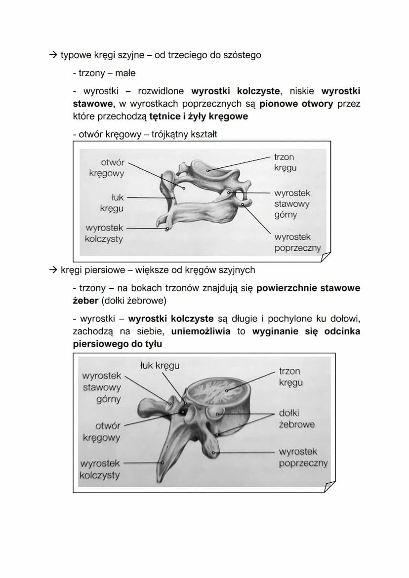 Elementy szkieletu
- w skład szkieletu człowieka wchodzą szkielet osiowy i szkielet kończyn
Szkielet osiowy:
szkielet osiowy - składa się z 