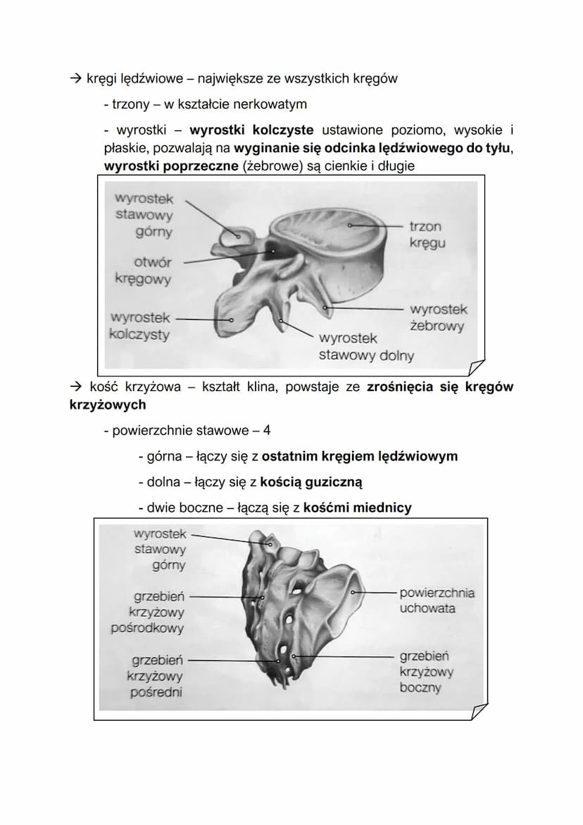 Elementy szkieletu
- w skład szkieletu człowieka wchodzą szkielet osiowy i szkielet kończyn
Szkielet osiowy:
szkielet osiowy - składa się z 