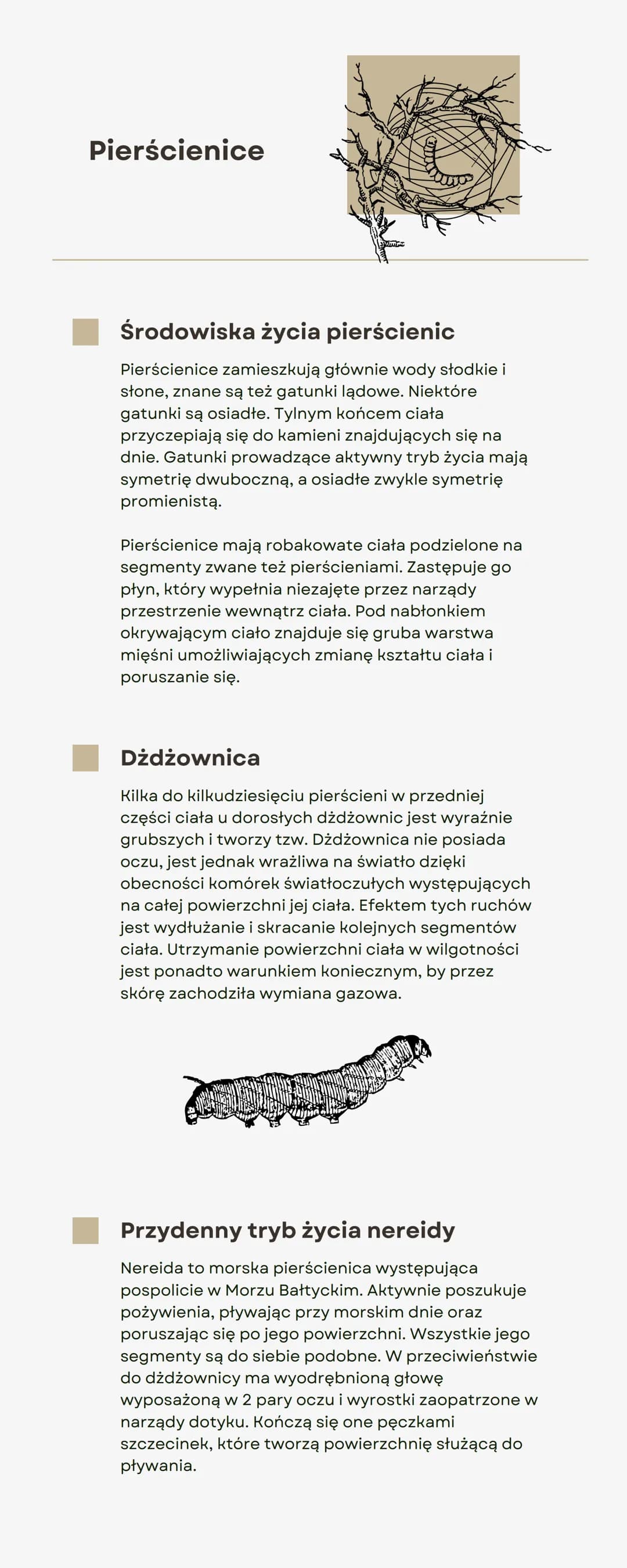 Pierścienice
Środowiska życia pierścienic
Pierścienice zamieszkują głównie wody słodkie i
słone, znane są też gatunki lądowe. Niektóre
gatun