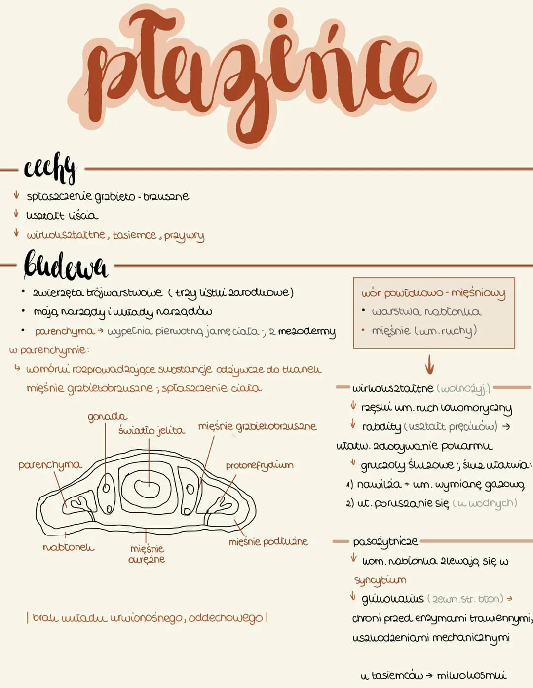 płazińce
- cechy
spłaszczenie grabieto- brausane
✓usztatt liścia
✓ wiruouształtne, tasiemce, praywry
budowa
• zwierzęta trójwarstwowe (tray 