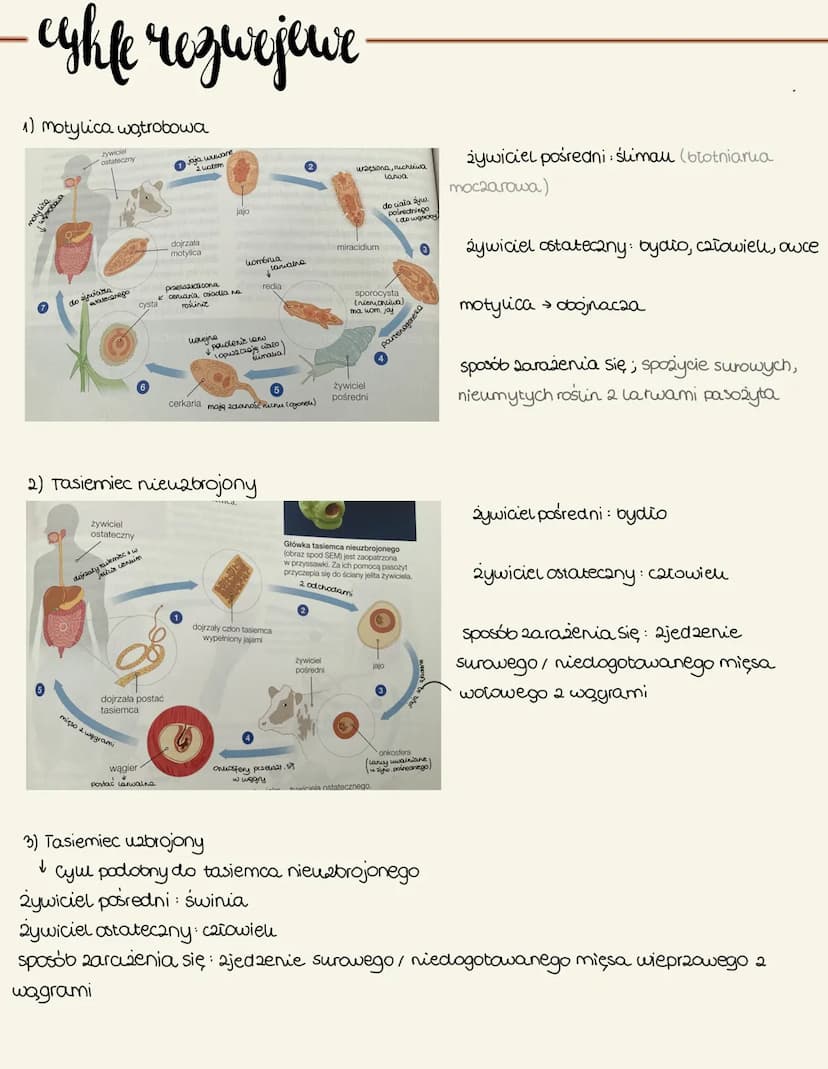 płazińce
- cechy
spłaszczenie grabieto- brausane
✓usztatt liścia
✓ wiruouształtne, tasiemce, praywry
budowa
• zwierzęta trójwarstwowe (tray 