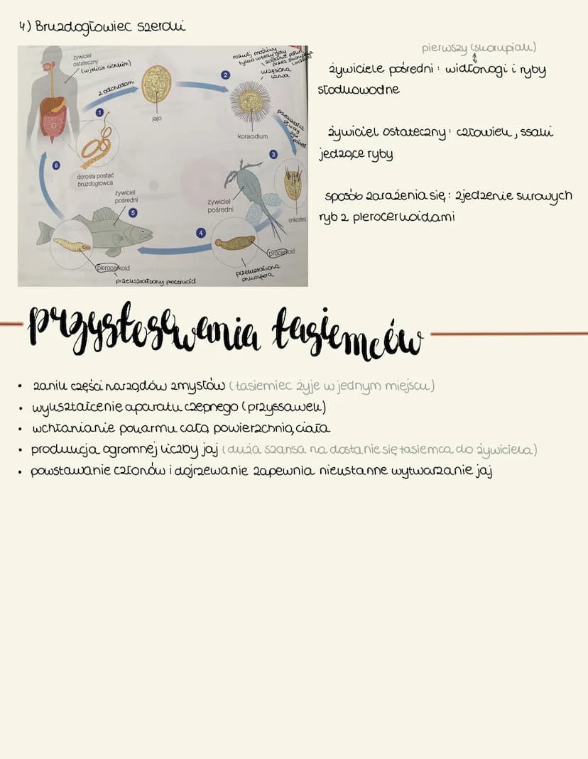 płazińce
- cechy
spłaszczenie grabieto- brausane
✓usztatt liścia
✓ wiruouształtne, tasiemce, praywry
budowa
• zwierzęta trójwarstwowe (tray 