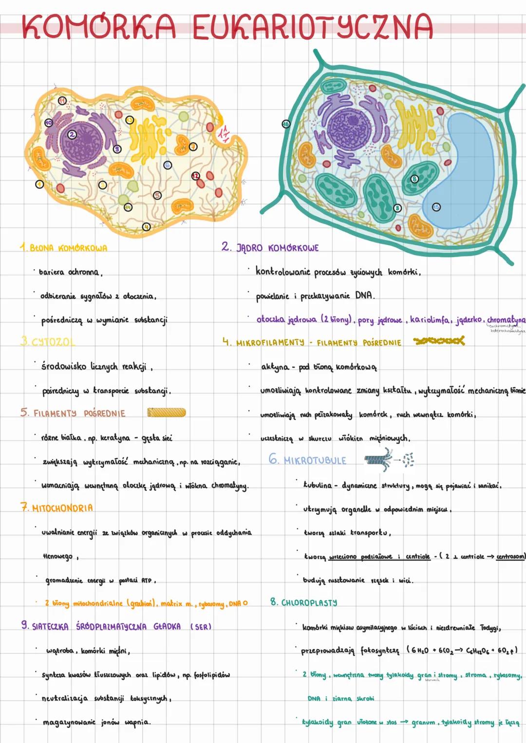 Komórka eukariotyczna - organelle