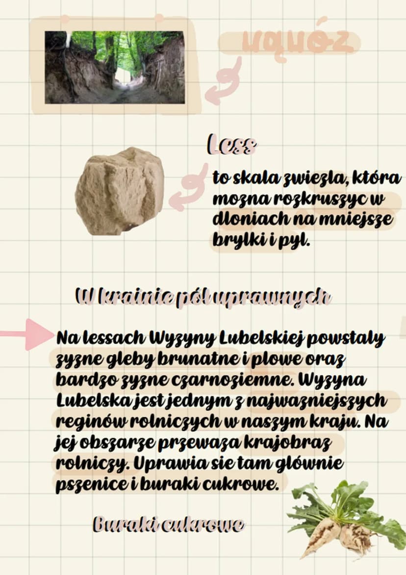 geografía
Krajobraz rolniczy Wyzyny Lubelskiej
W pasie Wyzyn Polskich na wschód od
doliny Wisly, lezy wyzyna Lubelska.
Tworza ja tereny równ