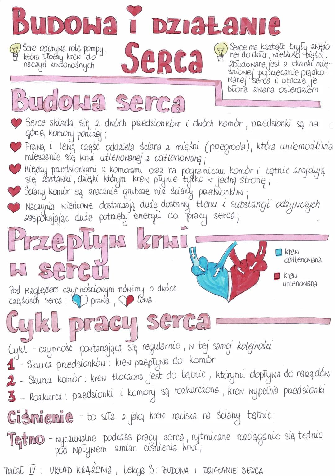 # Budowa i działanie

Sere odgrywa rolę pompy, która tłoczy krew do naczyń krwionośnych

Serce

Serce ma kształt bryły zbliżonej do dołu, wi