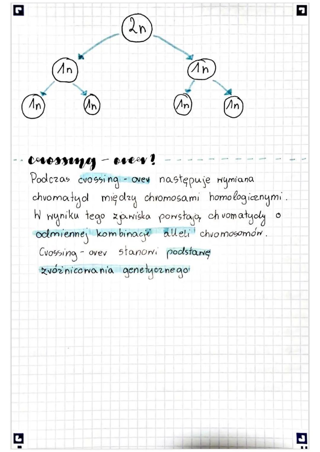 r
# Mejoza

- Co to jest?

Mejoza to podział jądra komórkowego na cxtery komórki o
zvedukowanej o połowę chromosomÓN

### jakie ma znaczenie
