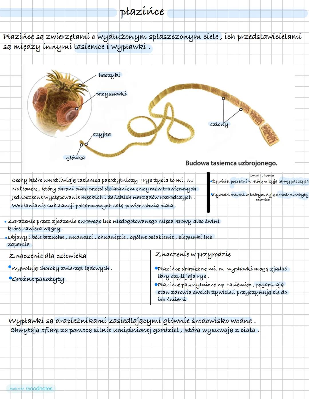 # płazińce

Płazińce są zwierzętami o wydłużonym spłaszczonym ciele, ich przedstawicielami
są między innymi tasiemce i wypławki.

główka

ha