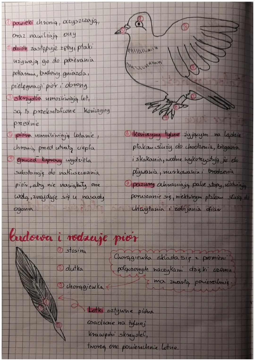 Biologics
ptaki kręgowce
zdolne do lotur
Halocieplnosi-
miejsce życia
• zdolność do utrzymyvania stałej temperatury
ciala, niezależnie od te